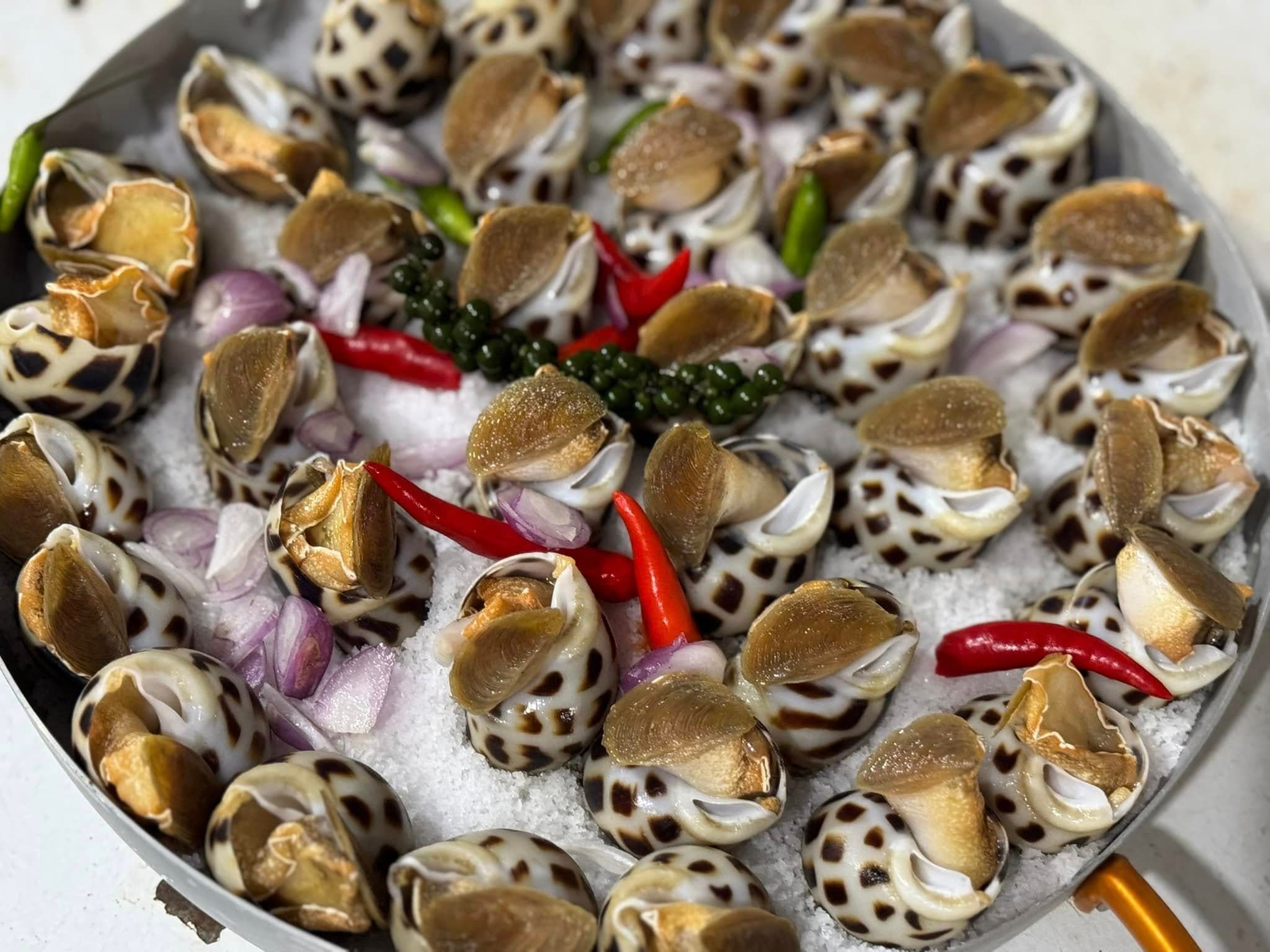 Ốc Hương Bo Trên Tuyết